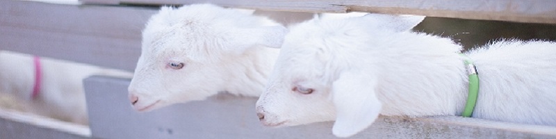 ������̂������ŃP�A ���� �P�A�W�F���[���T�C�g